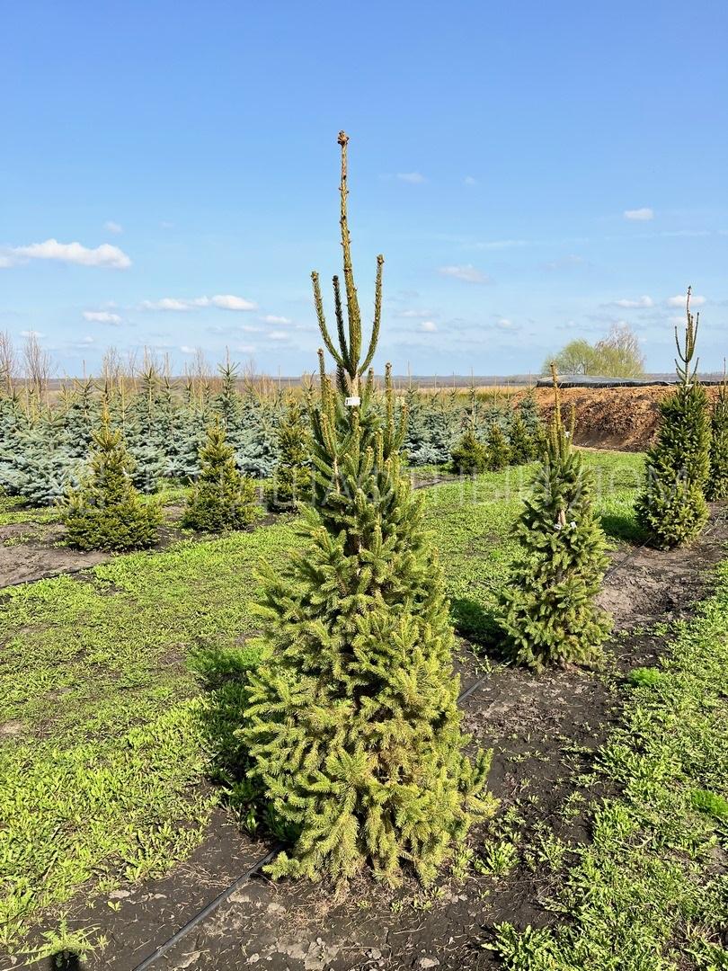 Ель обыкновенная Купрессина купить в Москве из питомника по доступной цене